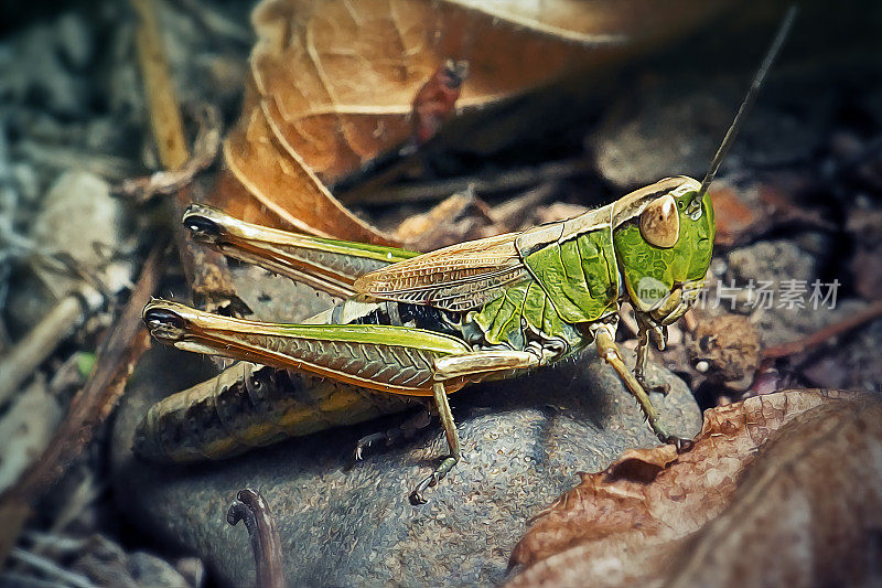 平行Chorthippus parallelus草地蚱蜢昆虫